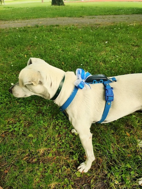 Collare o pettorina?