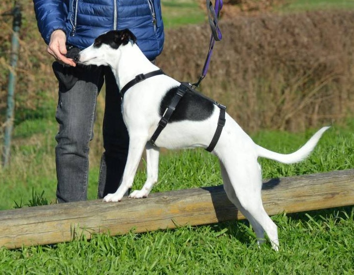 Collare o pettorina?