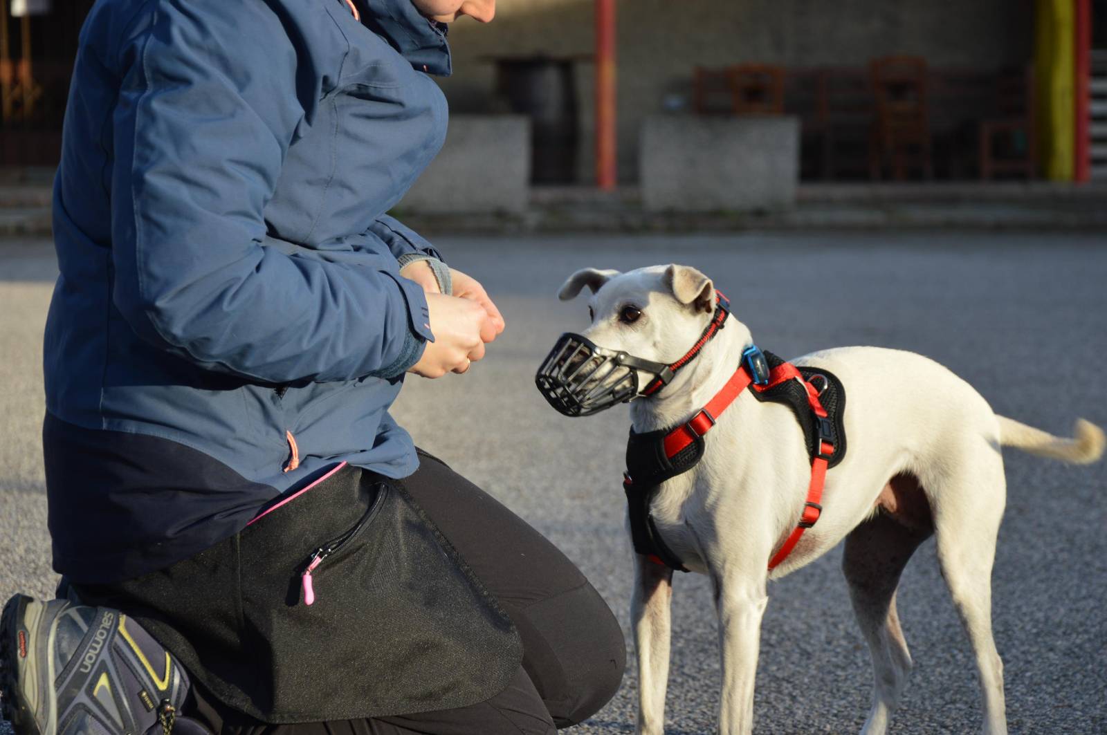 Museruola a Gabbia/Cestello