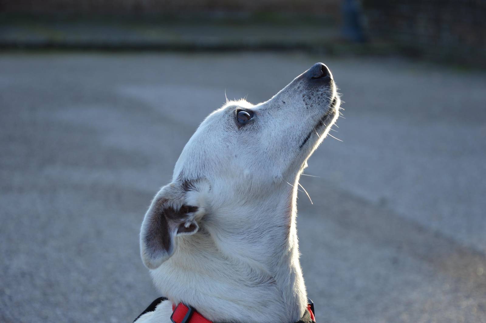 L'apprendimento del cane